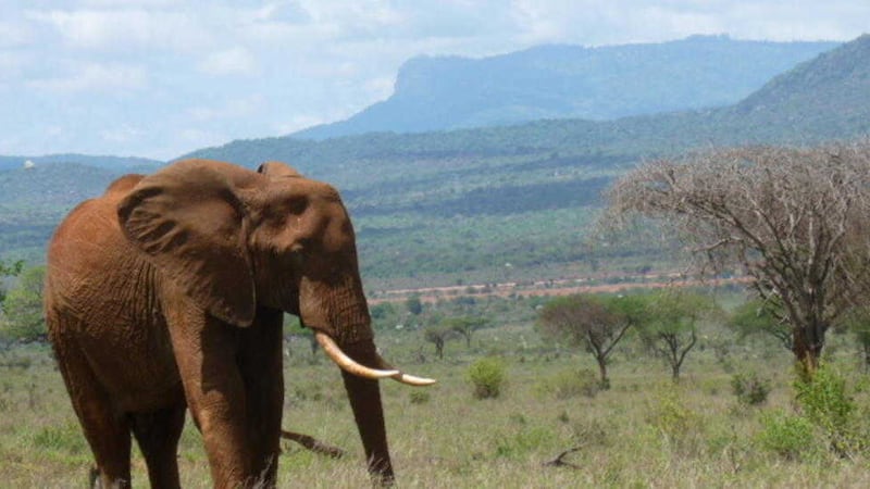 The elephants in Tsavo East National Park, less than a hundred miles from the coast, are red due to the colour of the muddy soil they roll around in 