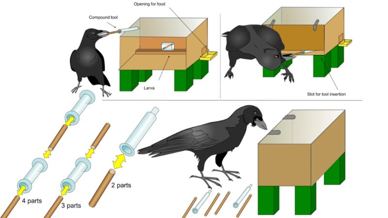The study shows that New Caledonian crows can work out solutions to complex problems without any help or guidance.