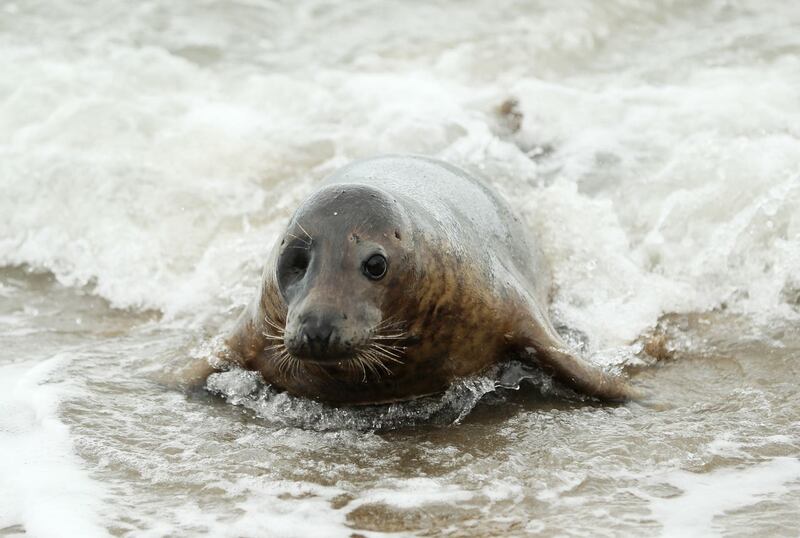 Seal Rescue Ireland release grey seals