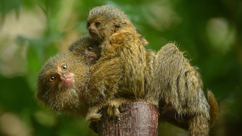 The little pygmy marmosets weighed just 15g when born.