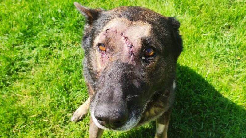 The dog, called Kaiser, was stabbed in the head while helping to catch a suspected intruder in June.
