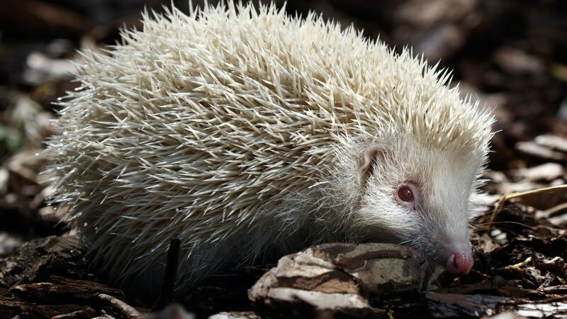 Jack Frost was treated at a hedgehog rescue centre after it was found on a road in Otley, West Yorkshire.
