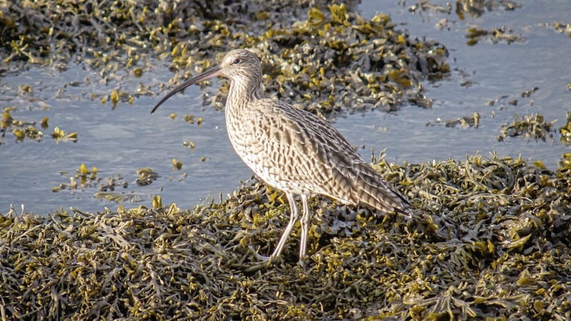 Northern Ireland&#39;s&nbsp;curlew population has plummeted by a shocking 80-90 per cent in just over 20 years 