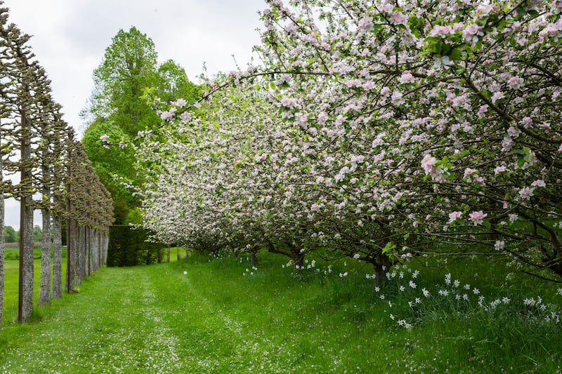 Many traditional orchards have been lost since 1900