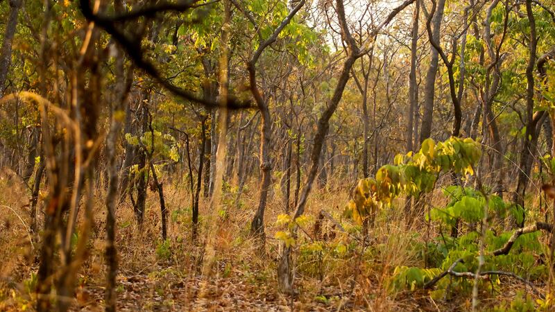 A bush forest in Zambia