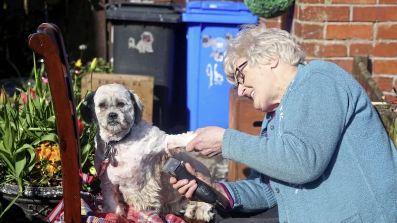 Margaret Mallon gives her dog Chico a haircut at home because she is unable to take her dogs to be groomed Picture Mal McCann. 