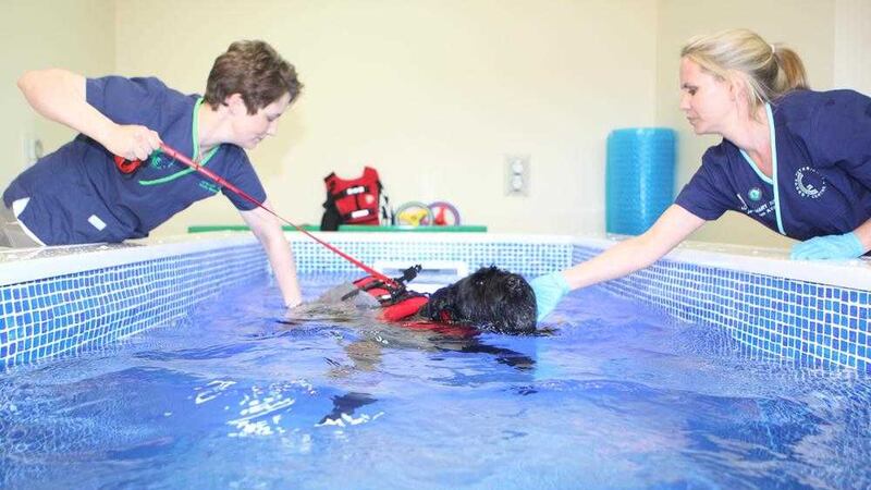 Ozzy the Giant Schnauzer sheds some weight on an exercise programme in Grove vetinary clinic's hydrotherpy pool with the help of staff Heather Ritchie and Janice Harbison. Picture by Matt Bohill