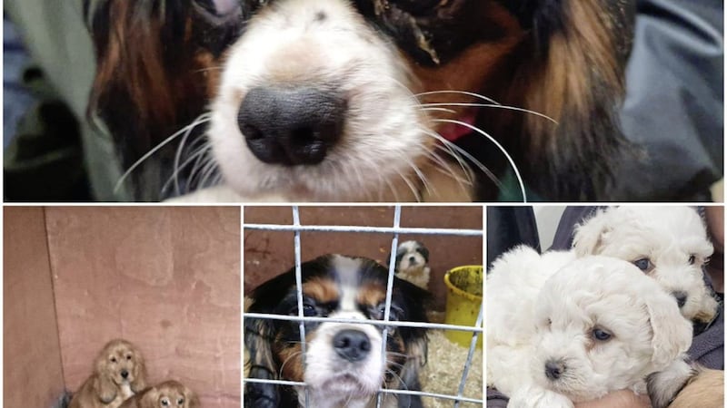 Dogs and puppies rescued by police in Mid Ulster following an operation in the Coalisland area last year