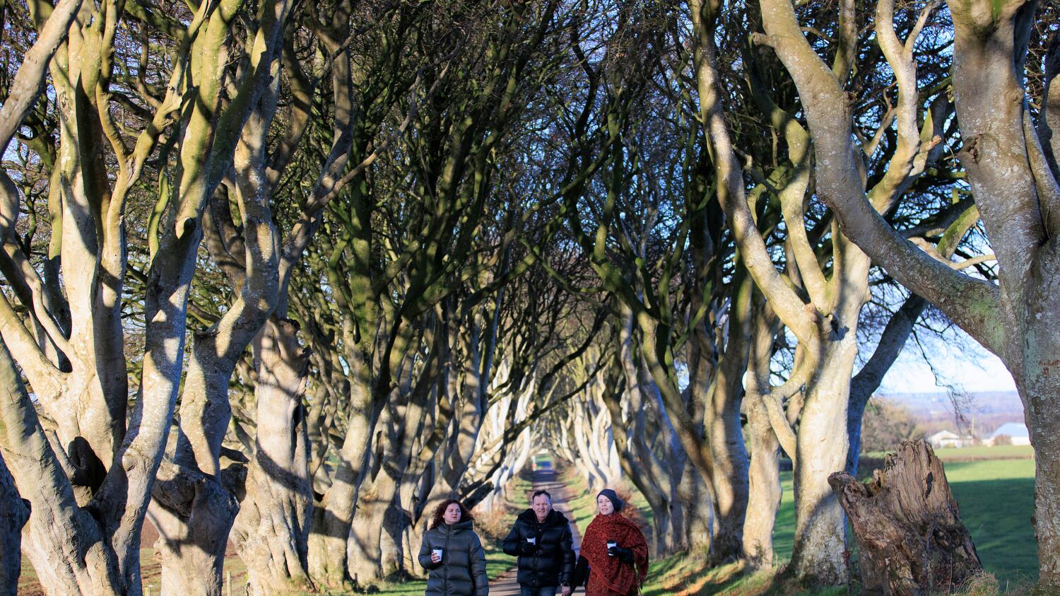 Tourists at the Dark Hedges near Armoy in Co Antrim