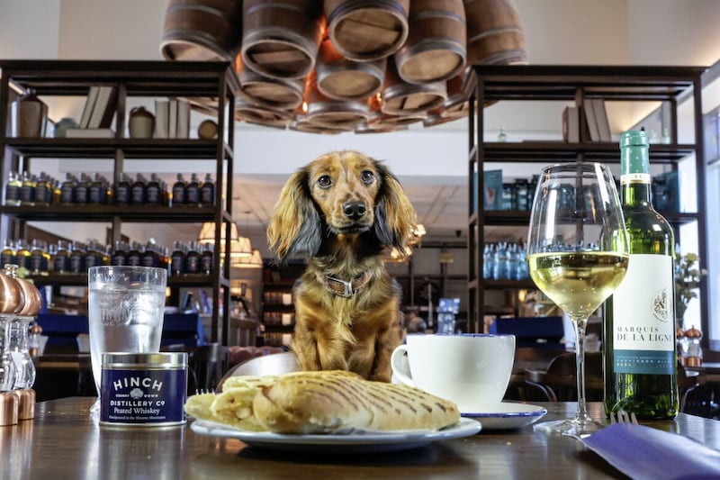 Lola the puppy in the Hinch Distillery&#39;s new dog-friendly caf&eacute;. 
