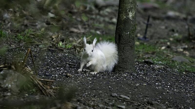 Experts said the animal is a native red squirrel with a condition called leucism.