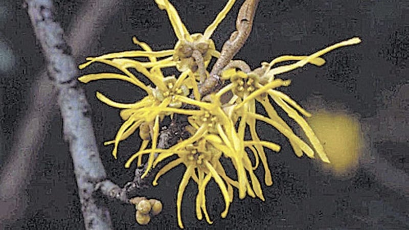 The slow-growing star of the winter garden Hamamelis mollis 