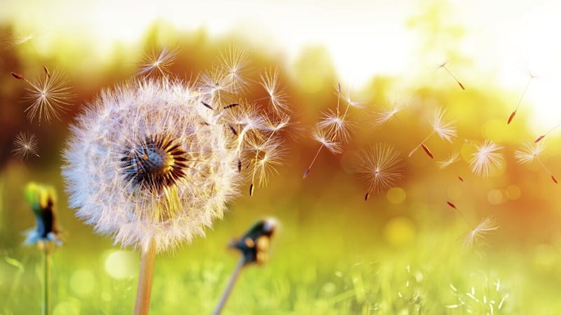 We are approaching the start of the hay fever season &ndash; and a time of misery for many of us 