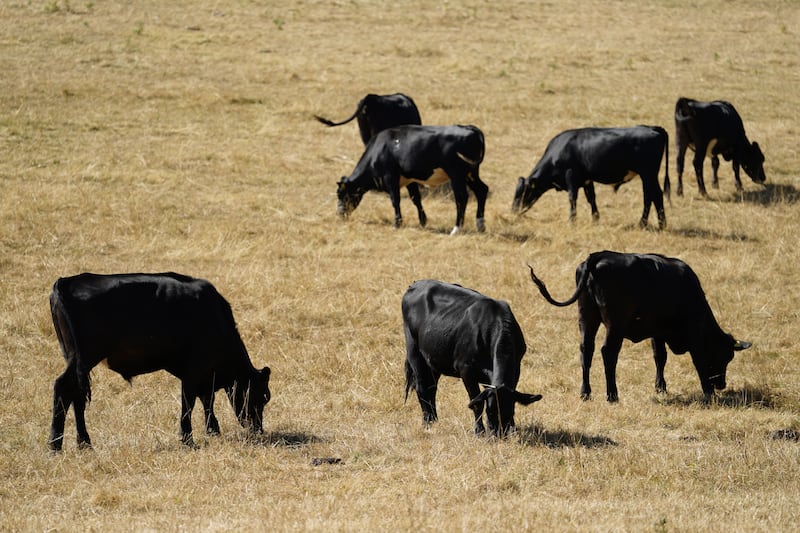 Suspected cases of bluetongue discovered on third Northern Ireland farm
