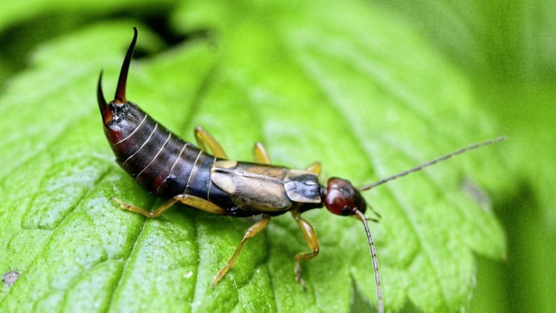Although they&#39;re unsightly, earwigs won&#39;t kill your plants 