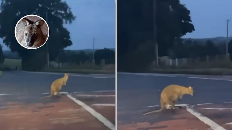 Wallaby spotted in Co Down