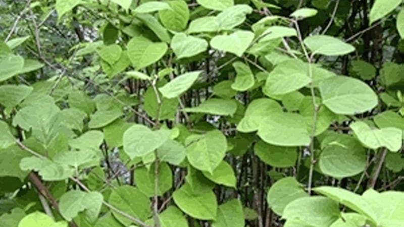 The pernicious Japanese knotweed is impossible to eradicate without chemicals   