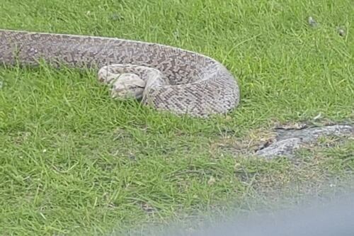 Burmese Python found abandoned in Wicklow Mountains