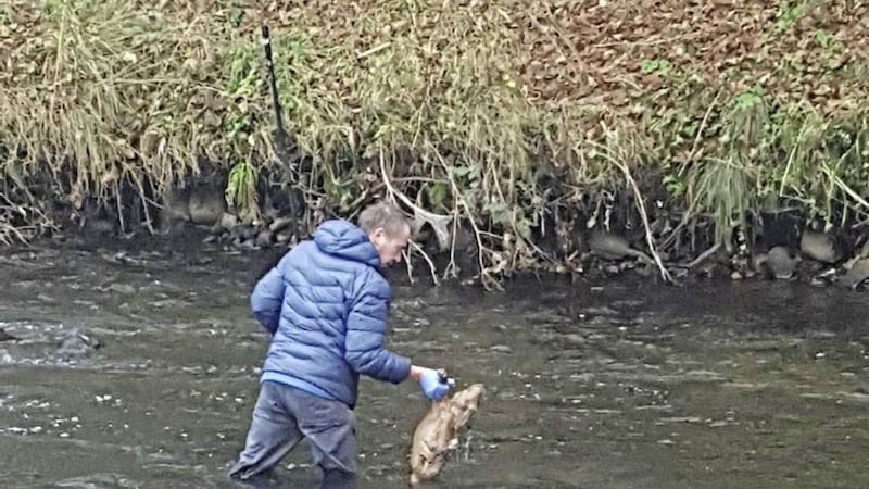 A USPCA welfare officer removes one of the dog carcasses found in the River Bann on Sunday 