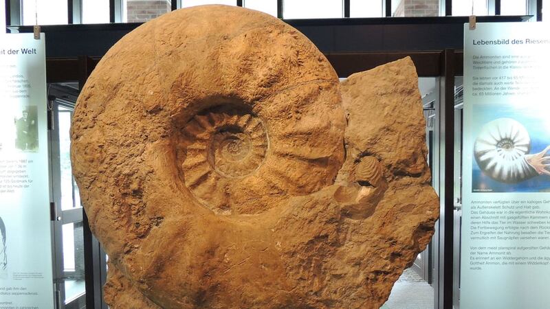 Giant ammonites once thrived on both sides of the Atlantic – in southern England and Mexico – before suffering the same fate as the dinosaurs.