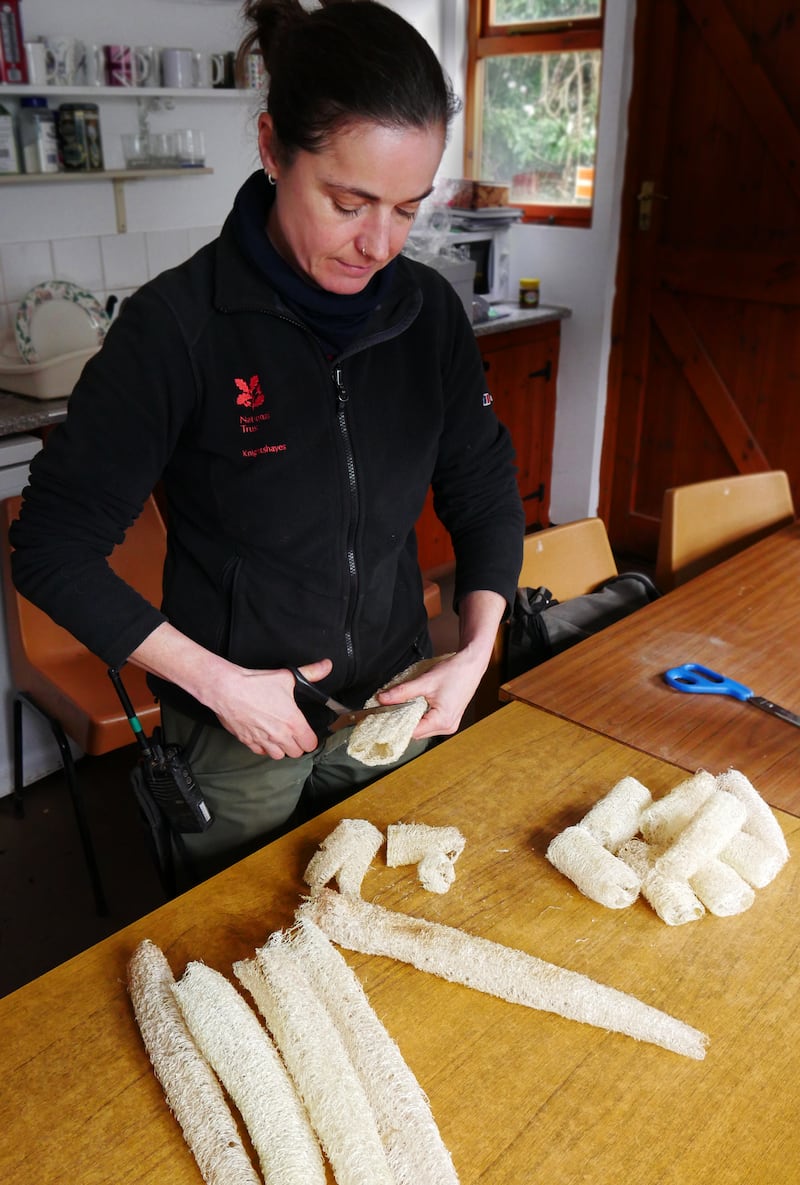 Senior gardener Bev Todd cuts a dried loofah into spongegs (Liz Abdey/National Trust/PA)