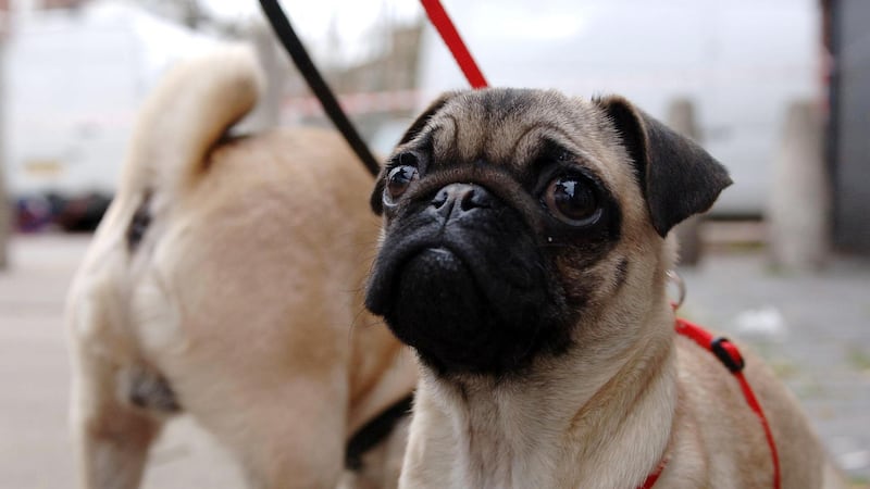 Daisy, a four month old pug dog, arrives at Harmsworth Memorial Animal Hospital in north London