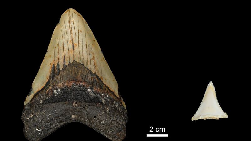 Researchers compared the teeth of both creatures for clues about their diets.