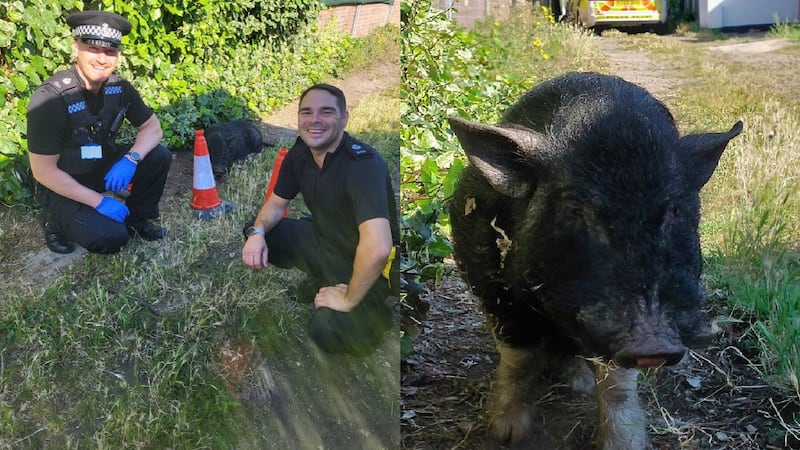 Two police officers rescued the black hog after it escaped in Great Yarmouth.