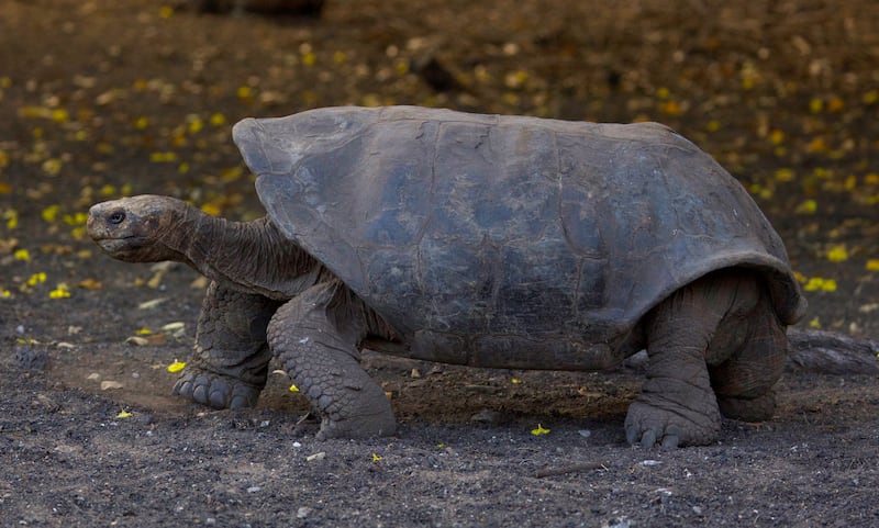 The Espanola Giant Tortoise 