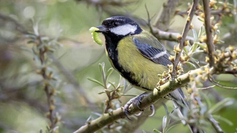 Hedges are really important habitats for birds and many will already be building nests 