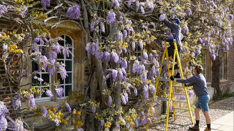 Gardeners inspected the shrub, which has flowered later this year due to cold weather.