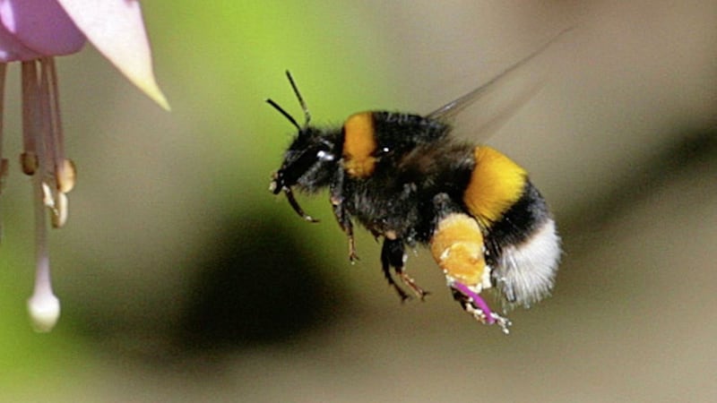 Bees play a vital role in plant reproduction by transferring pollen between flowers 