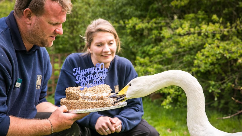 Pickles received a special cake from staff at Leeds Castle, where he lives.