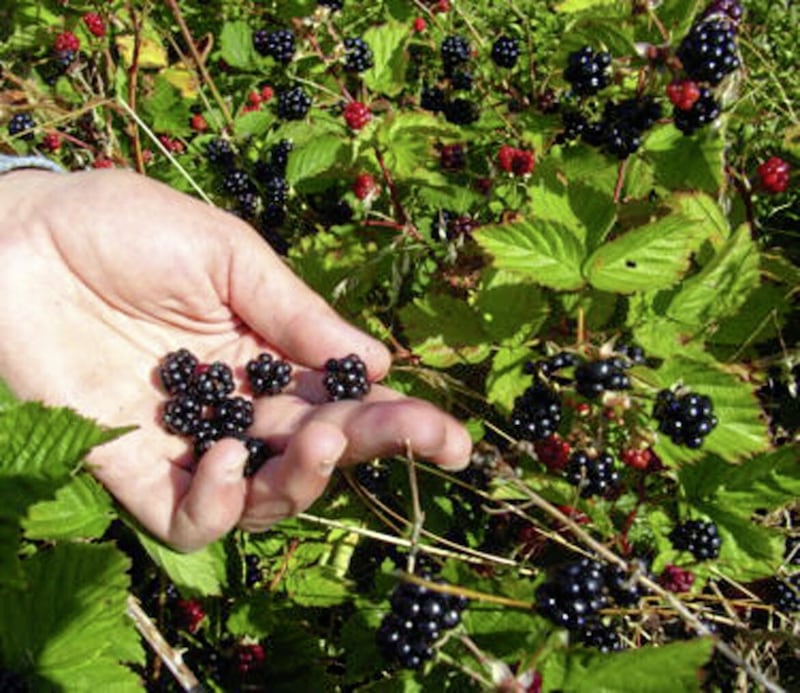 Do your bit for the planet – and your health – and go foraging 