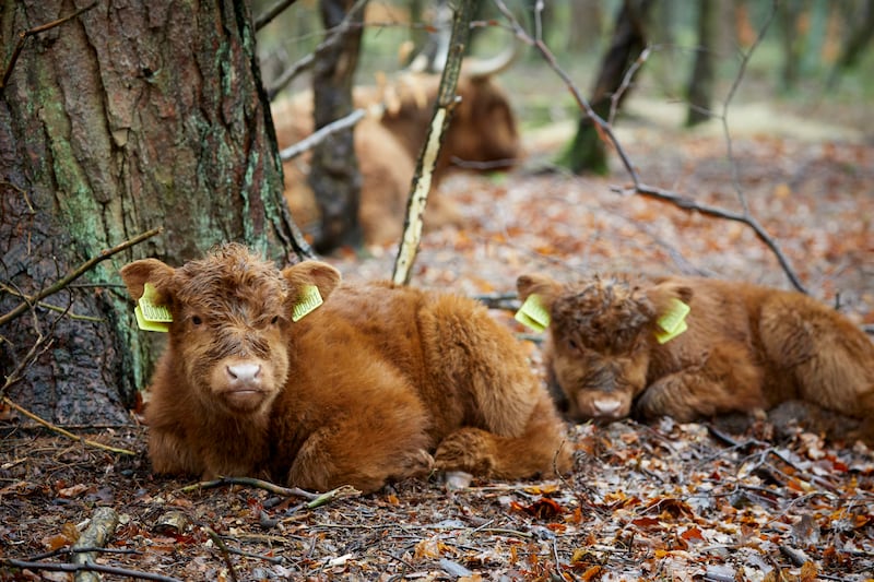 Bramble and Hope, the latest arrivals at the National Trust's Lyme Park