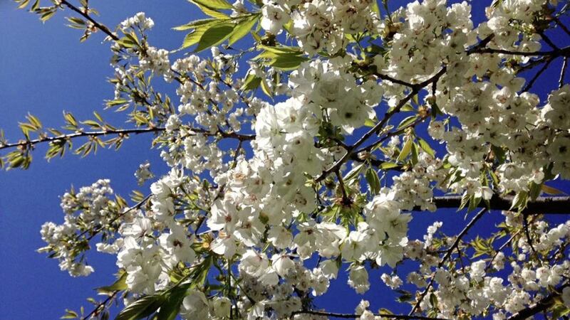A &lsquo;Taihaku&rsquo; flowering cherry, AKA the great white cherry, much coveted by ornamental cherry lovers 