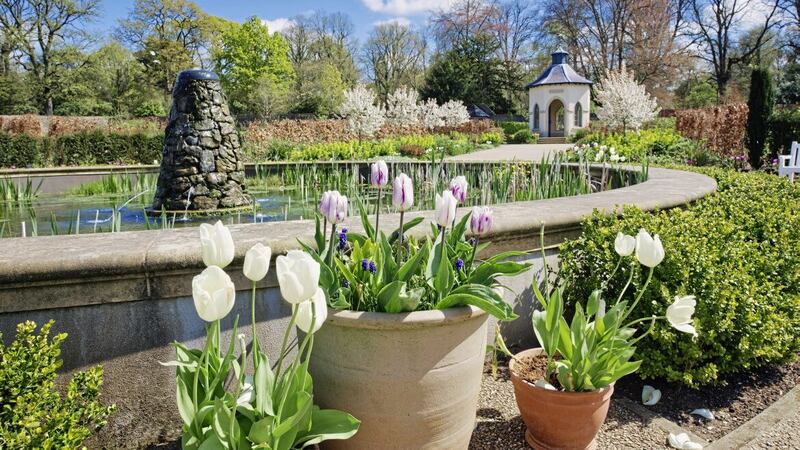 Tulips in the Walled Garden at Hillsborough Castle 