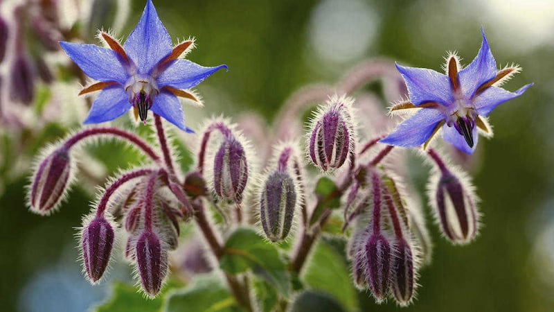 Borage planted beside strawberries will help them fight off disease and produce bigger and better-tasting fruit 