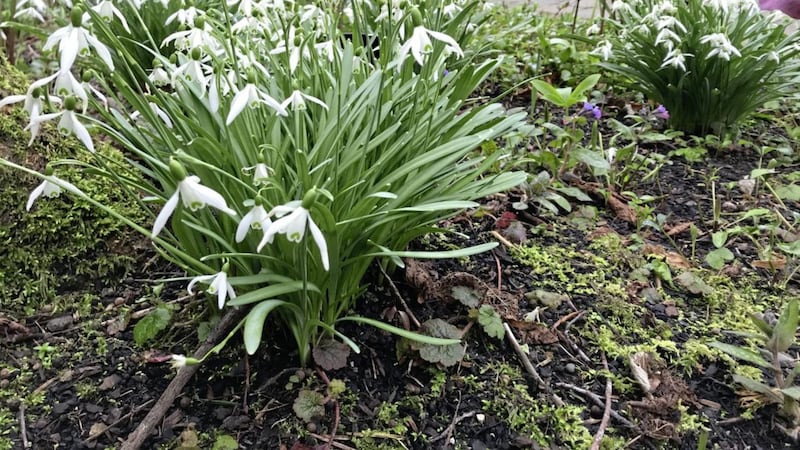 My snowdrops flowered nicely for the first few years&nbsp;but have not done so well this year 