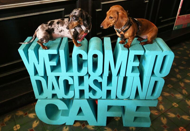 Dachshunds Doris and Tulip sit atop signage at the Dachshund Cafe pop pup held at Revolucion de Cuba