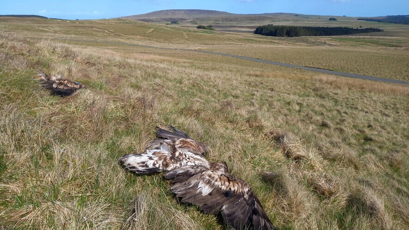 Two white-tailed eagles found dead in Co Antrim in May were poisoned, police confirmed.