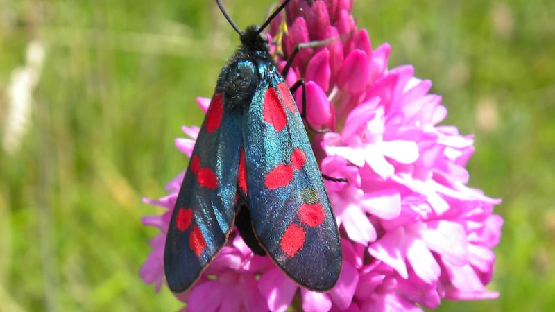 Scientists at the University of Exeter examined the wings of six-spot burnet moths using a model that can detect ultraviolet light.