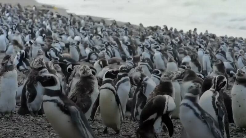Watching this colony of over a million penguins is probably the best thing you'll do all day