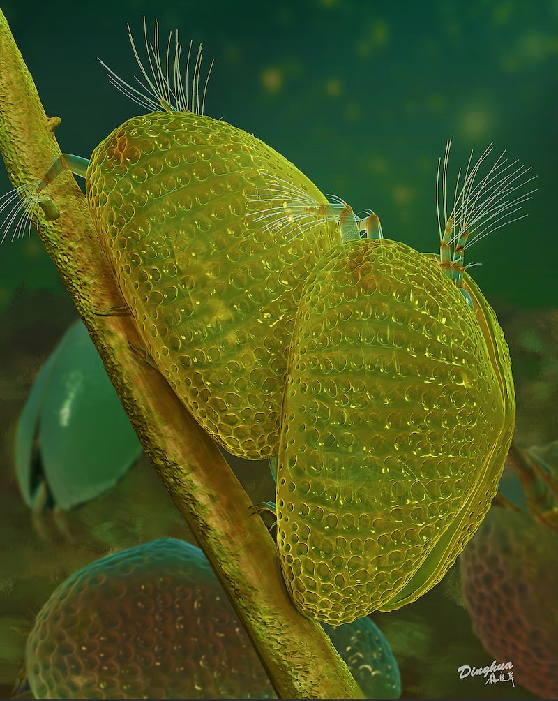 An artist's reconstruction of ancient male and female ostracods during mating