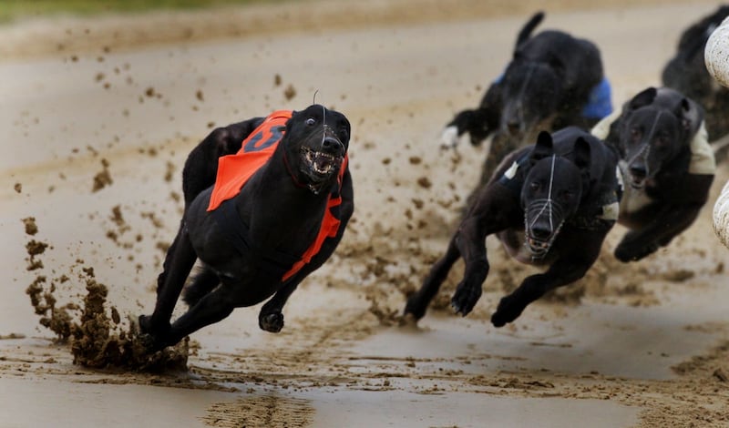 Greyhounds racing (Nick Potts/PA)