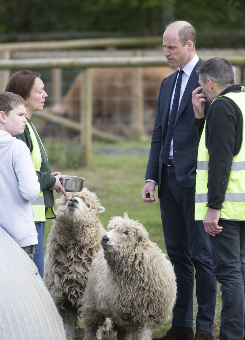 The Prince of Wales was shown the farm’s greyface Dartmoor sheep