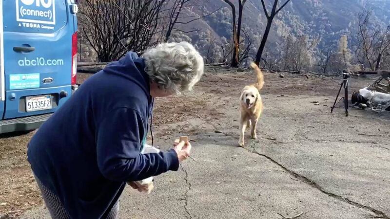 Madison, the Anatolian shepherd dog that apparently guarded his burned home for nearly a month, getting reunited with his owner, Andrea Gaylord, as she was allowed back to check on her burned property in Paradise, California. Picture by Shayla Sullivan via AP 