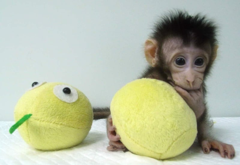 First primates cloned using transferred DNA