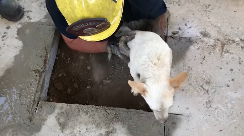A dog is freed from under a concrete patio