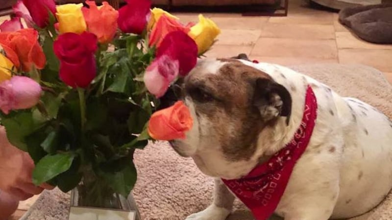 That awkward moment when you think your husband has sent you flowers but they're for the dog
